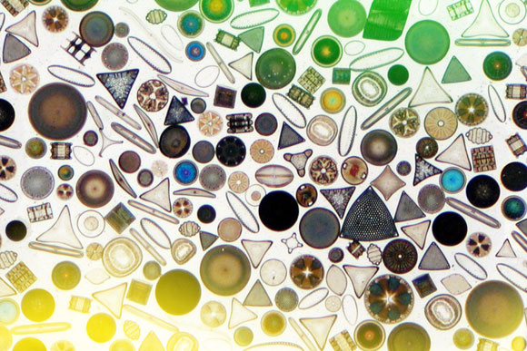 Study Reveals Ocean Acidification May Cause Dramatic Changes to Phytoplankton