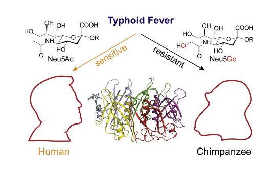 Study Reveals Why Typhoid Toxin Targets Only Humans