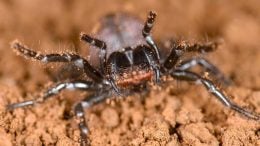 Study Shows Funnel-Web Spiders and Mouse Spiders Are Related