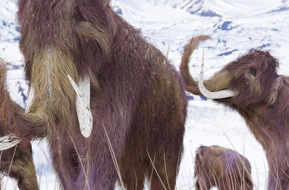 Study Shows Mammoths Killed by Abrupt Climate Change
