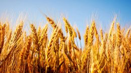 Study Shows Quality and Quantity of Crops is Changing