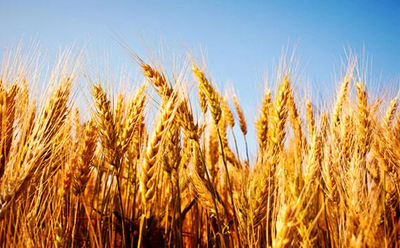 Study Shows Quality and Quantity of Crops is Changing