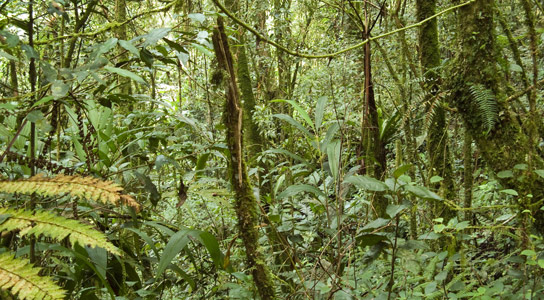 Study Shows Tropical Forests Absorbing More Carbon Dioxide