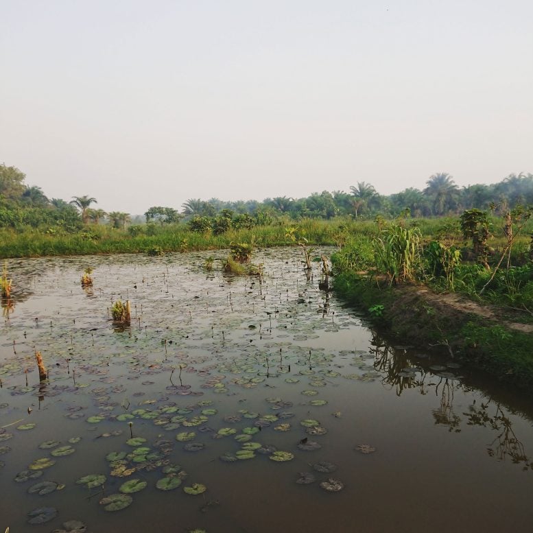 Sub Saharan Landscape With Lilypads