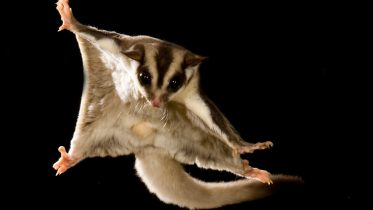 The Genetic Blueprint of Flight: New Research Reveals How Mammals Evolved To Glide
