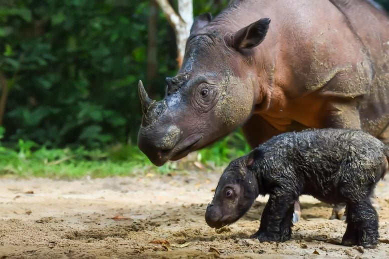 Sumatran Rhino Mother Child