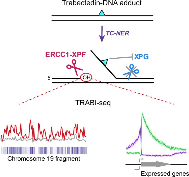 Summary of the Mechanism of Trabectedin Induced TC NER Mediated Break Formation and Break Mapping by TRABI Seq