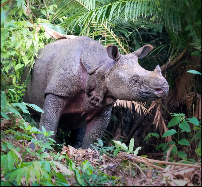 Sundaic Rhinoceros