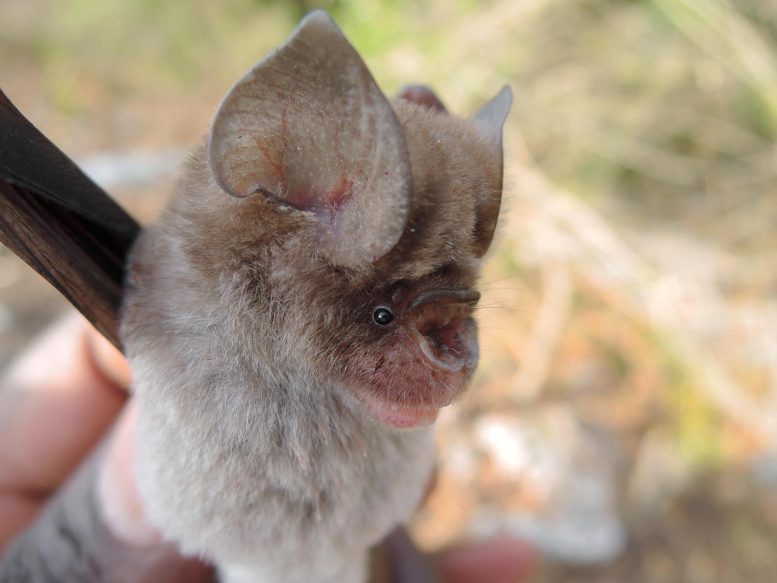 Sundevall's Leaf Nosed Bat