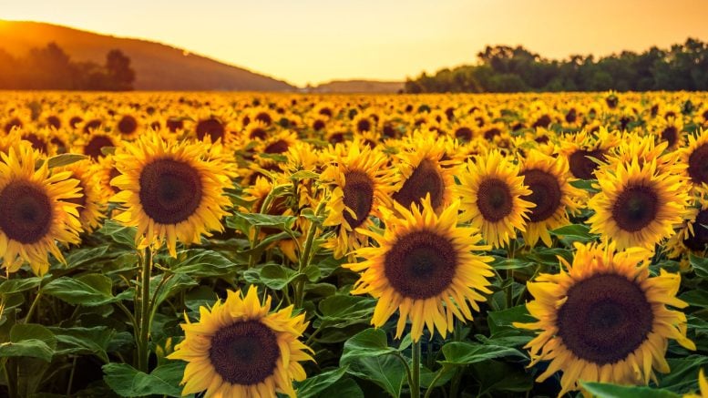 Sunflower field