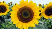Sunflower Pollination
