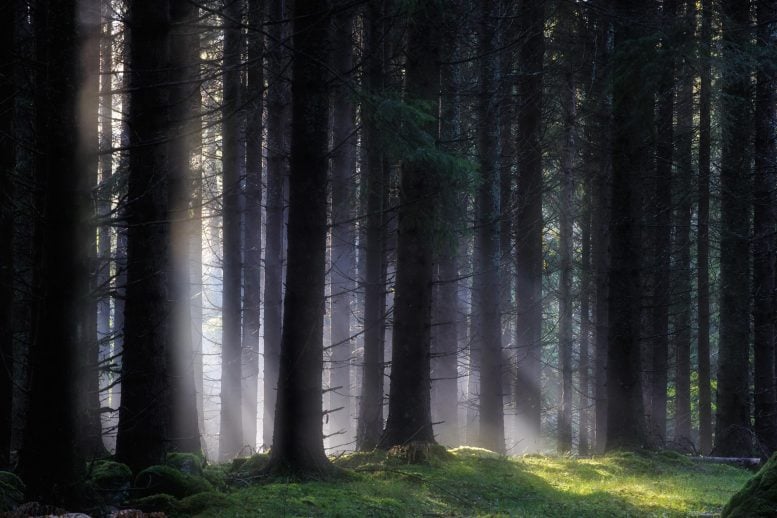 “Shocking” Carbon Discovery in Sweden’s Forests Stuns Scientists