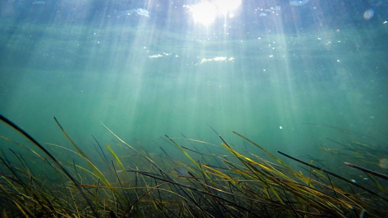 Sunlight on Seagrass