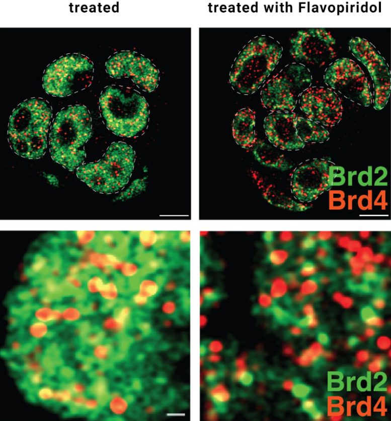 Super Resolution Microscopy Images of Cell Nuclei Showing BRD2 and BRD4