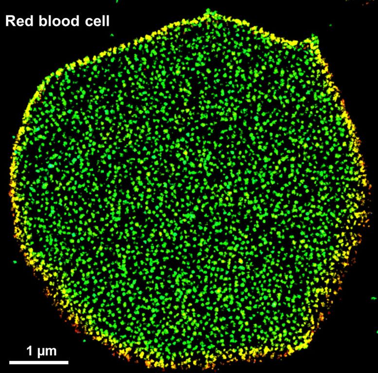 Super Resolution Microscopy of Cellular Mesh