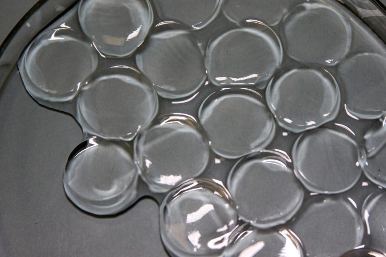 Superabsorbent Material Hydrogel Discs
