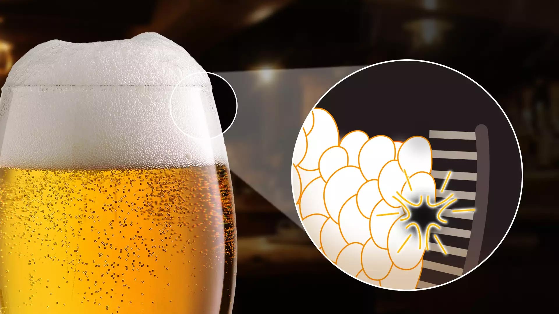 The Physics Behind the Bubble Cascade That Forms in a Glass of Guinness Beer