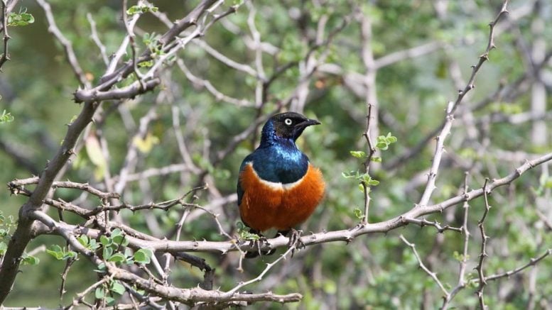 Superb Starling