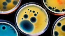 Superbug Bacteria Petri Dish Art Illustration