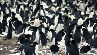 Supercolony of Adelie Penguins Discovered in Danger Islands