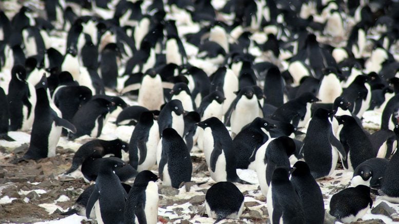 Supercolony of Adelie Penguins Discovered in Danger Islands