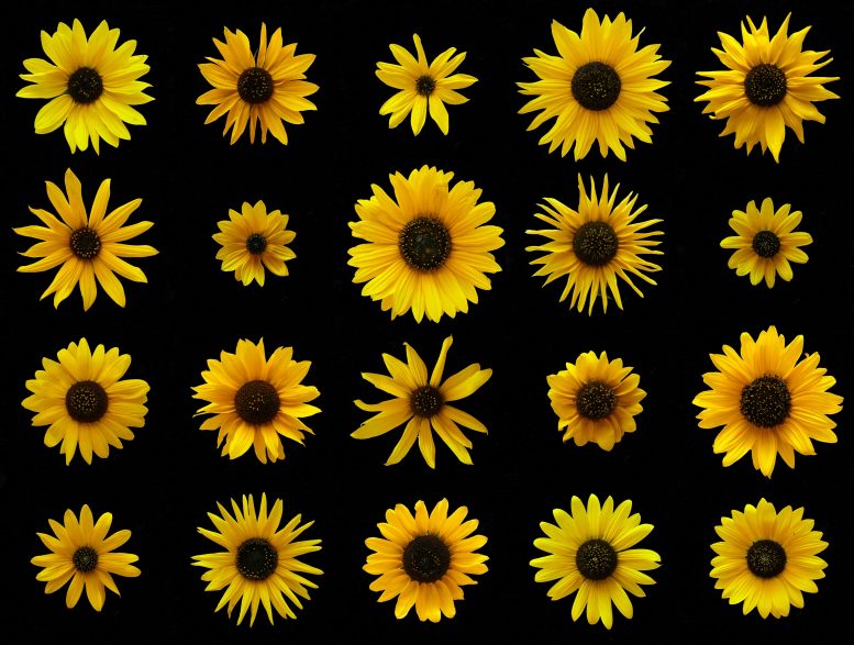 Supergenes Sunflowers
