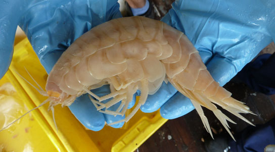 Supergiant amphipods discovered