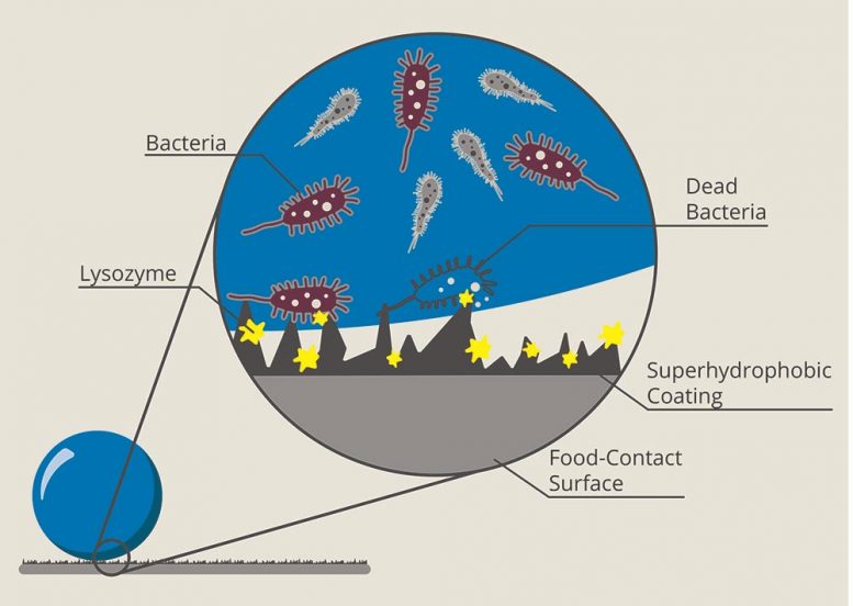 Superhydrophobic Antimicrobial Food Coating