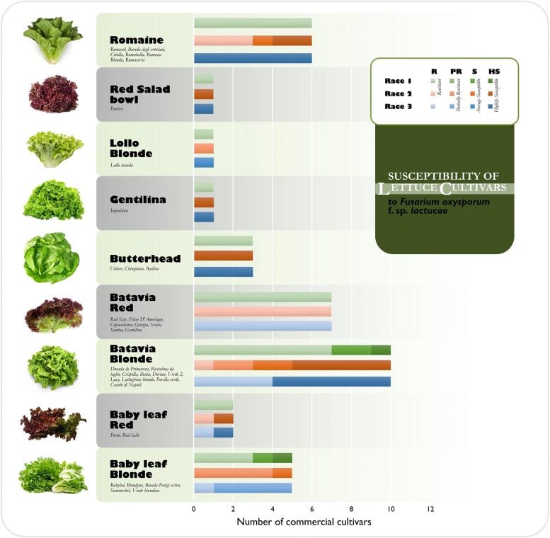 Susceptibility of Lettuce Cultivars