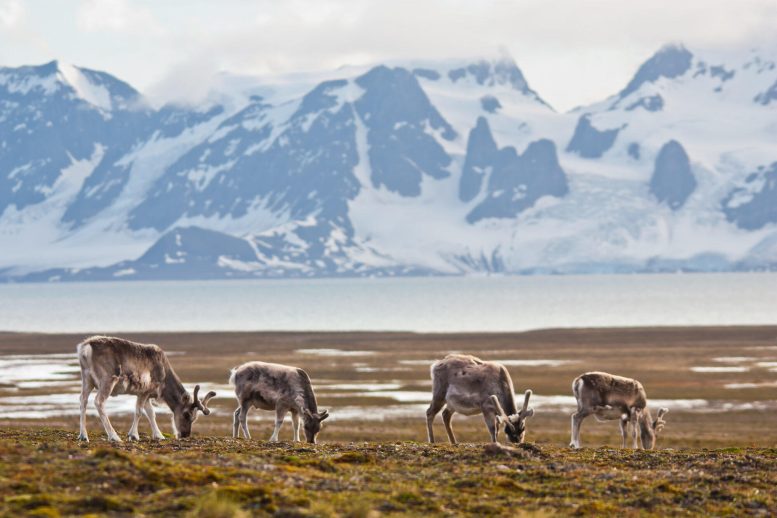 Svalbard Reindeer Eating Moss
