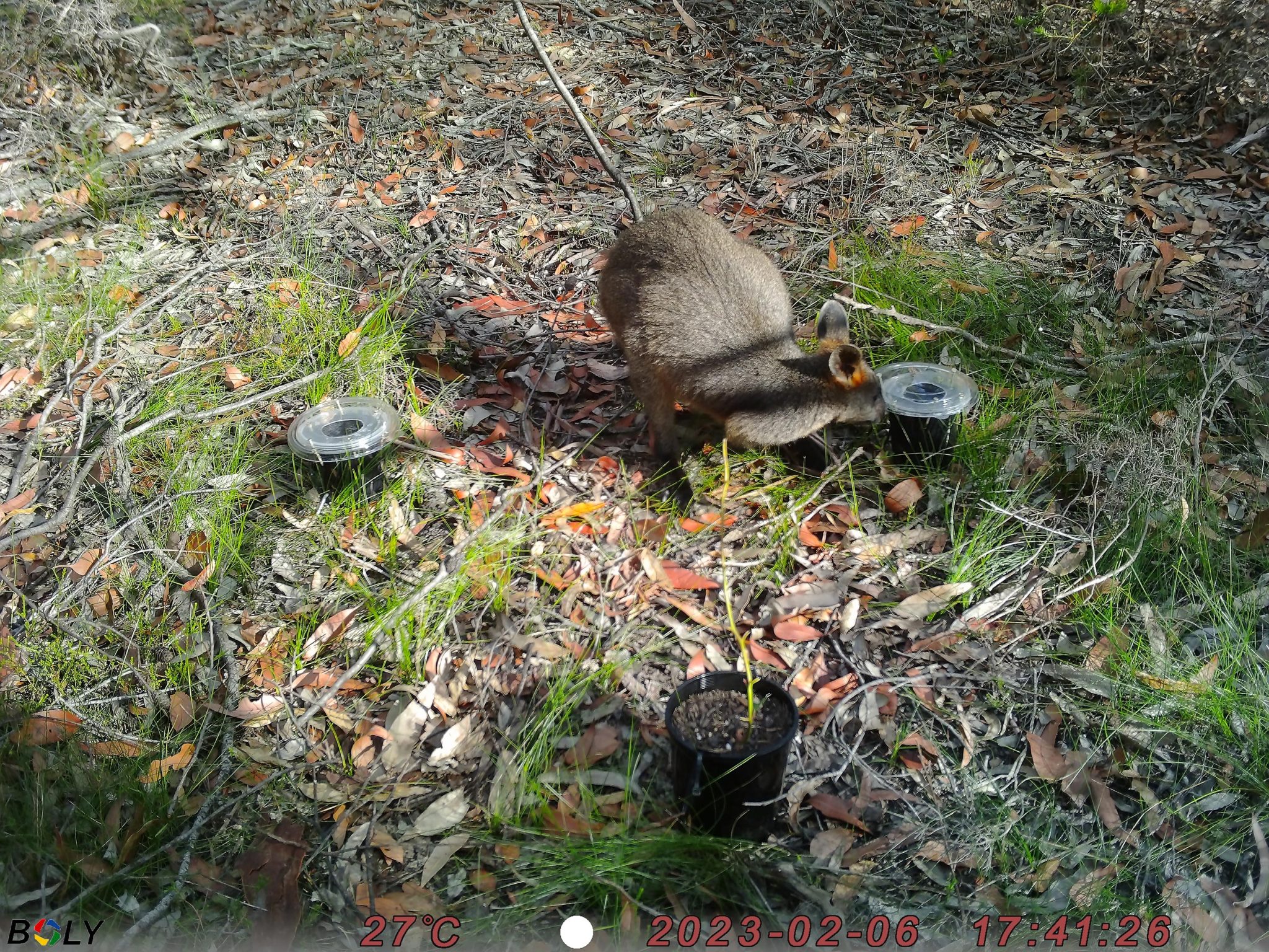 Nature'S Secret Weapon Against Foxes! - 346m3r0