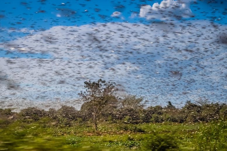 Swarm of Locusts