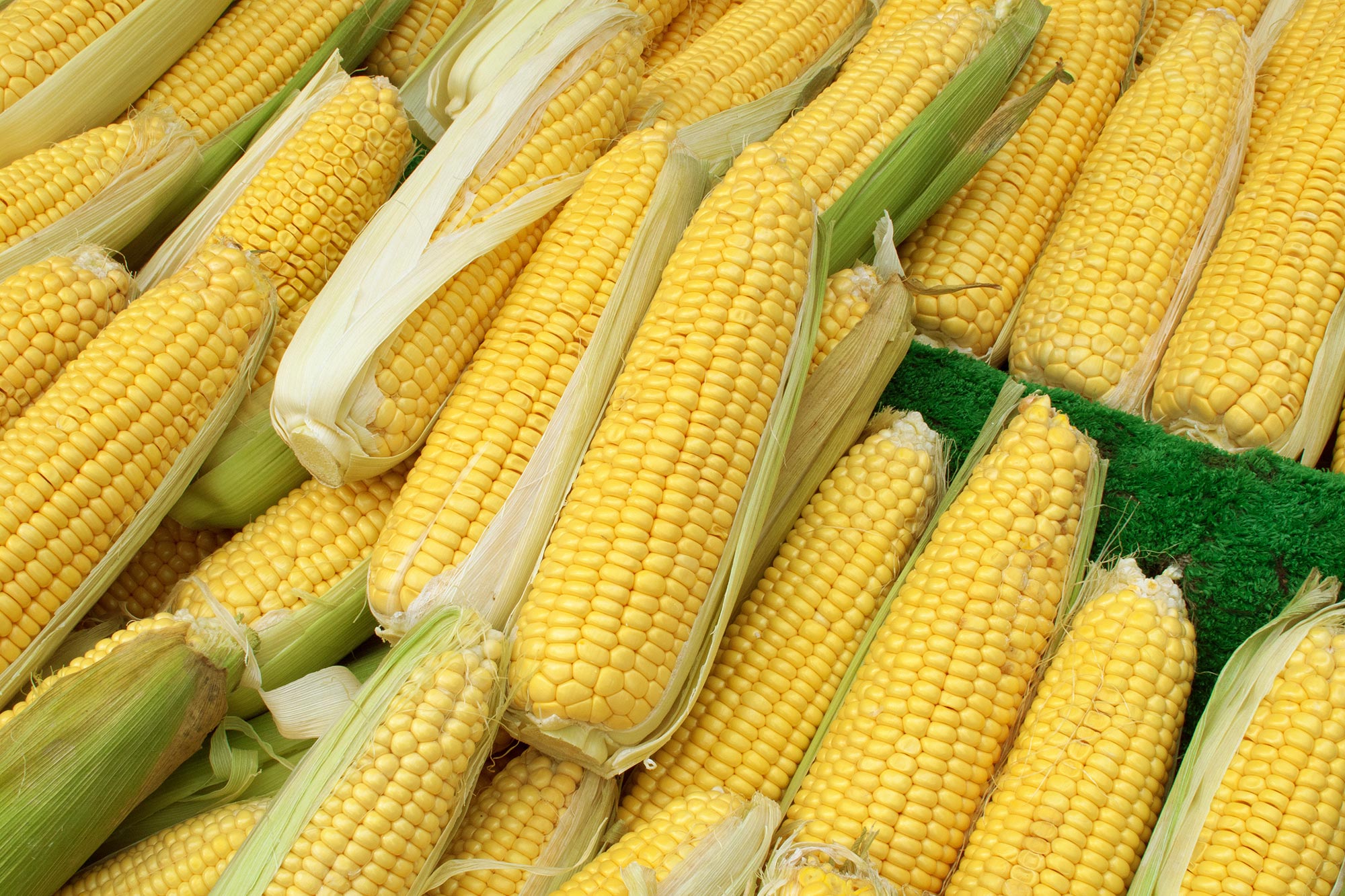 Researchers Discover Simple Way Sweet Corn Growers Could ...