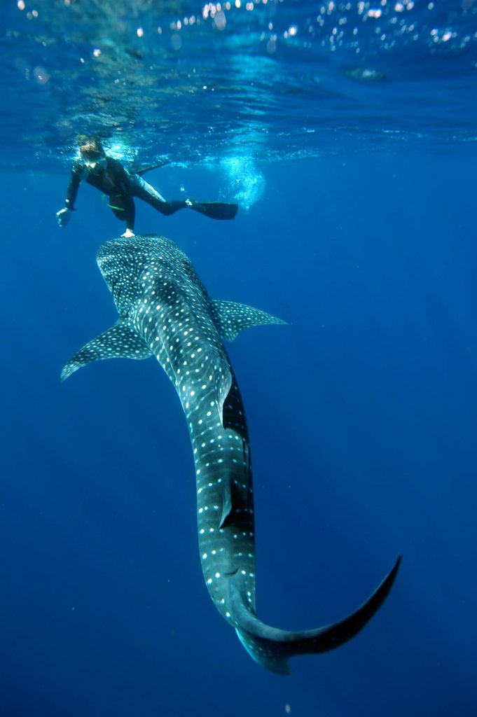 Swimming With Whale Shark