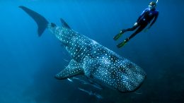 Swimming With a Whale Shark