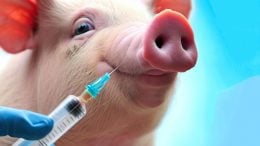 Swine Flu Vaccine Concept