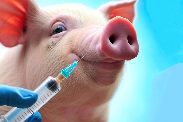 Swine Flu Vaccine Concept