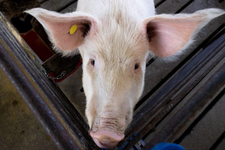 Natural Oils vs. Antibiotics: The Swine Study That Could Change Farming
