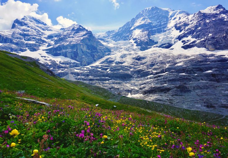 Swiss Alps Meadow