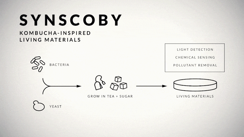 SynSCOBY