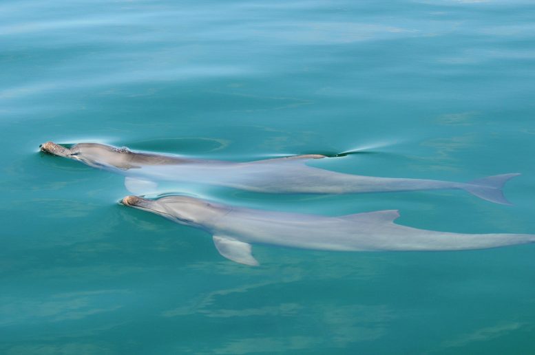 דולפינים סינכרוניים