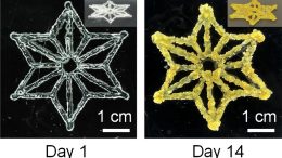 Synthetic Biology and 3D Printing Produces Programmable Living Materials