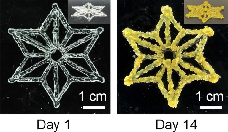 Crafting Programmable Living Materials With Synthetic Biology 3d Printing