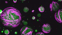 Synthetic Cells Illustration