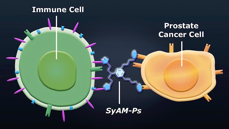 Synthetic Molecules Mimic Antibodies