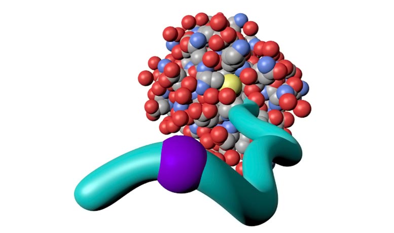 Synthetic Polymer Conjugated to a Protein