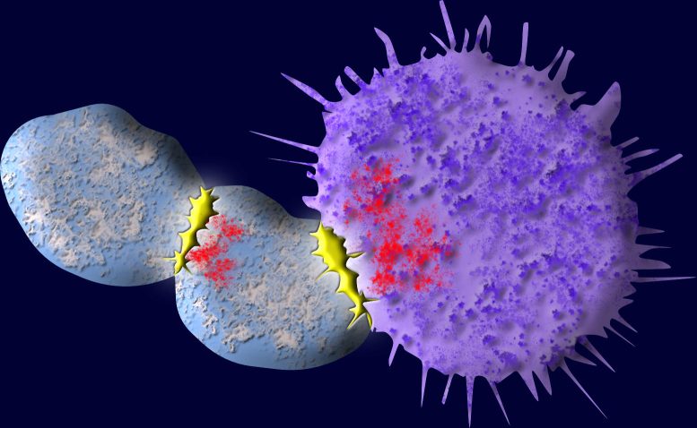 T Cells in Blue Find Antigens and Kill Cancer Cells