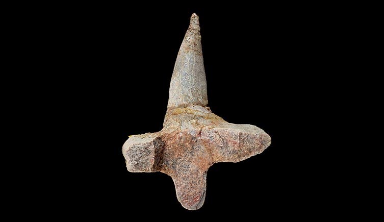 T-Shaped Ankylosaur Rib Bone