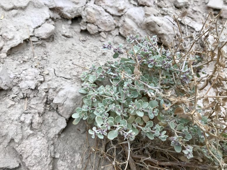T. oblongifolia