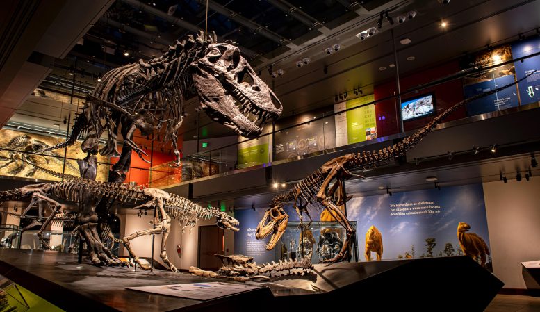 T. rex Growth Series